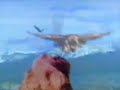 GRUPO AGUILAS DE AMERICA:jamas comprenderas, cholo panchito