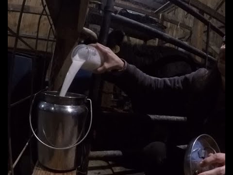 Training a Dexter Cow to Milk – in 4 days. NO AUDIO – Heaven's Hidden