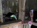 videos de Things To Do DC in Panama Feeding Tucan Sam