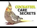 Cockatiel Care Secrets