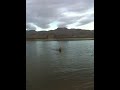 Golden retriever Sammie