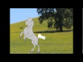 Jethro the Bible Horse Look at Me Now Psalm 61.wmv