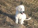 Canelle golden retriever Canelle golden retriever