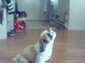 videos de KOBY THE SHIH TZU SINGING