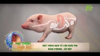 Formol, vôi bột Diệt virus dịch tả lợn Châu Phi. Nguồn VTC16