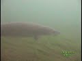Carp and lake Sturgeon