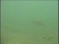 Carp and lake Sturgeon