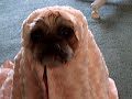 BURKAS 4 ISLAMADOG\