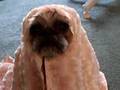 BURKAS 4 ISLAMADOG's $19.95 Out take