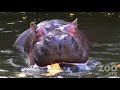 Hippos destroy Halloween pumpkins at Woodland Park Zoo Hippos destroy Halloween pumpkins at Woodland Park Zoo