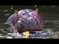 Hippos destroy Halloween pumpkins at Woodland Park Zoo