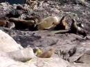 Seals along the San Diego coast