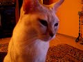 Burmilla of Chattahoochee gibt Antworten Burmilla of Chattahoochee gibt Antworten