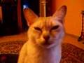 Burmilla of Chattahoochee gibt Antworten