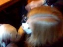DeeGee gets owned by her dalmatians