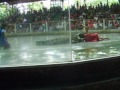 crocodile show at sriracha tiger zoo