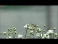 videos de 2008.09.07.AIZU.GYPS.NEWHOPE1