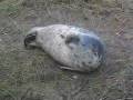 Sleepy Seal, Cute things falling asleep, Sleepy Animal, Funny Animals