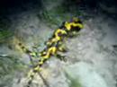 Feuersalamander