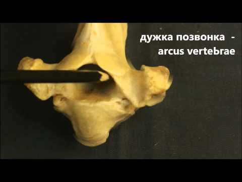 Анатомические части позвонка