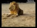 بـو يـمن يــذبــح اســـد