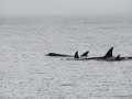 Orca Rub 2003 Orca Rub 2003
