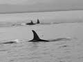 Orca Rub 2003