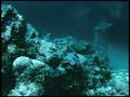 an underwater sculpture park in grenada west indies, created by artist jason taylor.aiming to depictcaribbean folklore it aim to re-generate a coral reef. www.underwatersculpture.com
