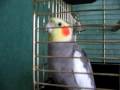 Ibis aime Coldplay.