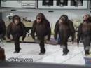 dancing monkeys