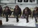 dancing monkeys