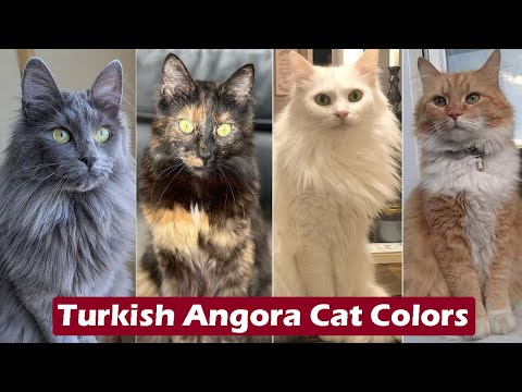 Top 10 Turkish Angora Cat Colors & Patterns / Turkish Angora Cat Colors