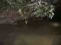 Fish Fly