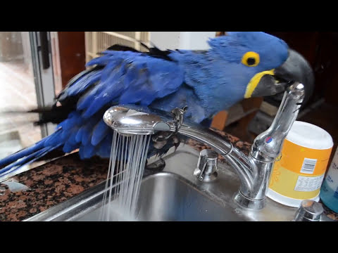 Miss Iris The Bird Taking A Bath