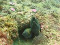 Green and spotted moray eels off the coast of Mombasa, Kenya