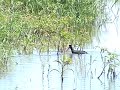 (red-knobbed coot) Fulica cristata (red-knobbed coot) Fulica cristata