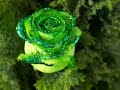 GOD_版权诗歌_恩典太美丽v(粵)(K).wmv