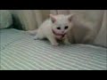 heavy children of bodom cat