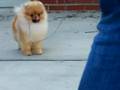 videos de Damien moving 7mos