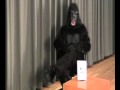 The Invisible Gorilla discusses the door illusion