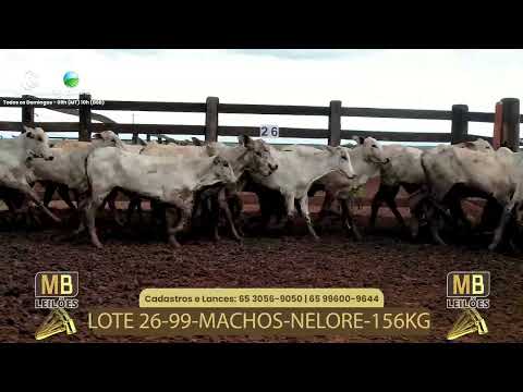 527� LEIL�O VIRTUAL MB LEIL�ES