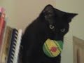 Cat retrieves hacky sack