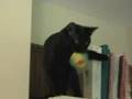 Cat retrieves hacky sack
