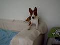 Basenji