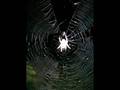 najee spider