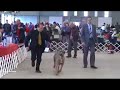 BEST IN SHOW WINNER