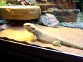 My 12month old bearded dragons  go crazy