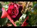 videos de Les Roses de jacques.wmv