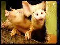 generique 30 millions d'amis – generique 30 millions d'amis