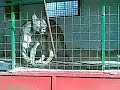 LEONI TIGRI E PUMA AL CIRCO CORATO(Ba) LEONI TIGRI E PUMA AL CIRCO CORATO(Ba)
